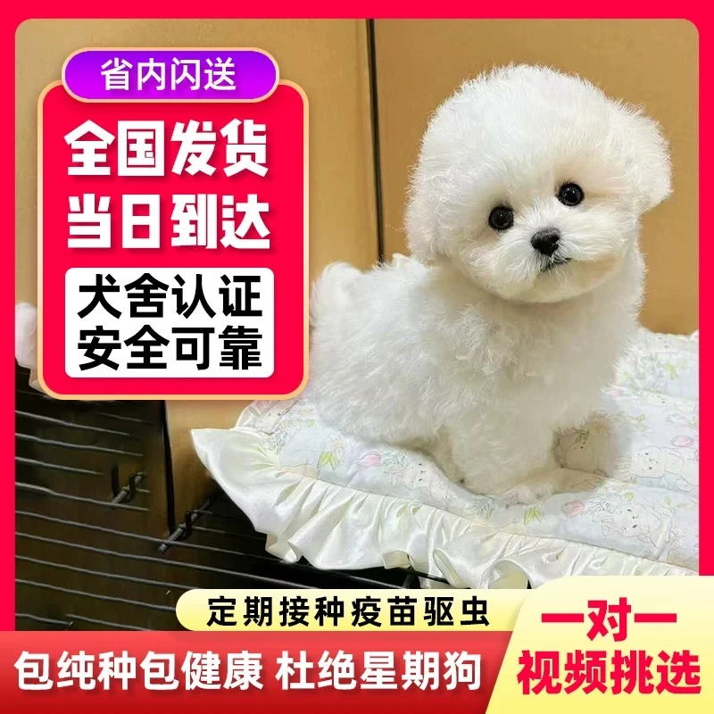 纯种比熊幼犬JF长不大飞耳茶杯犬韩系比熊小型犬小体宠物活体599