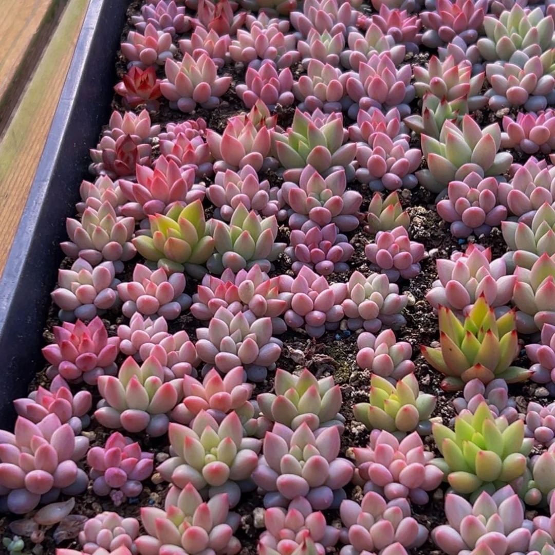 872多肉葡萄的味道是