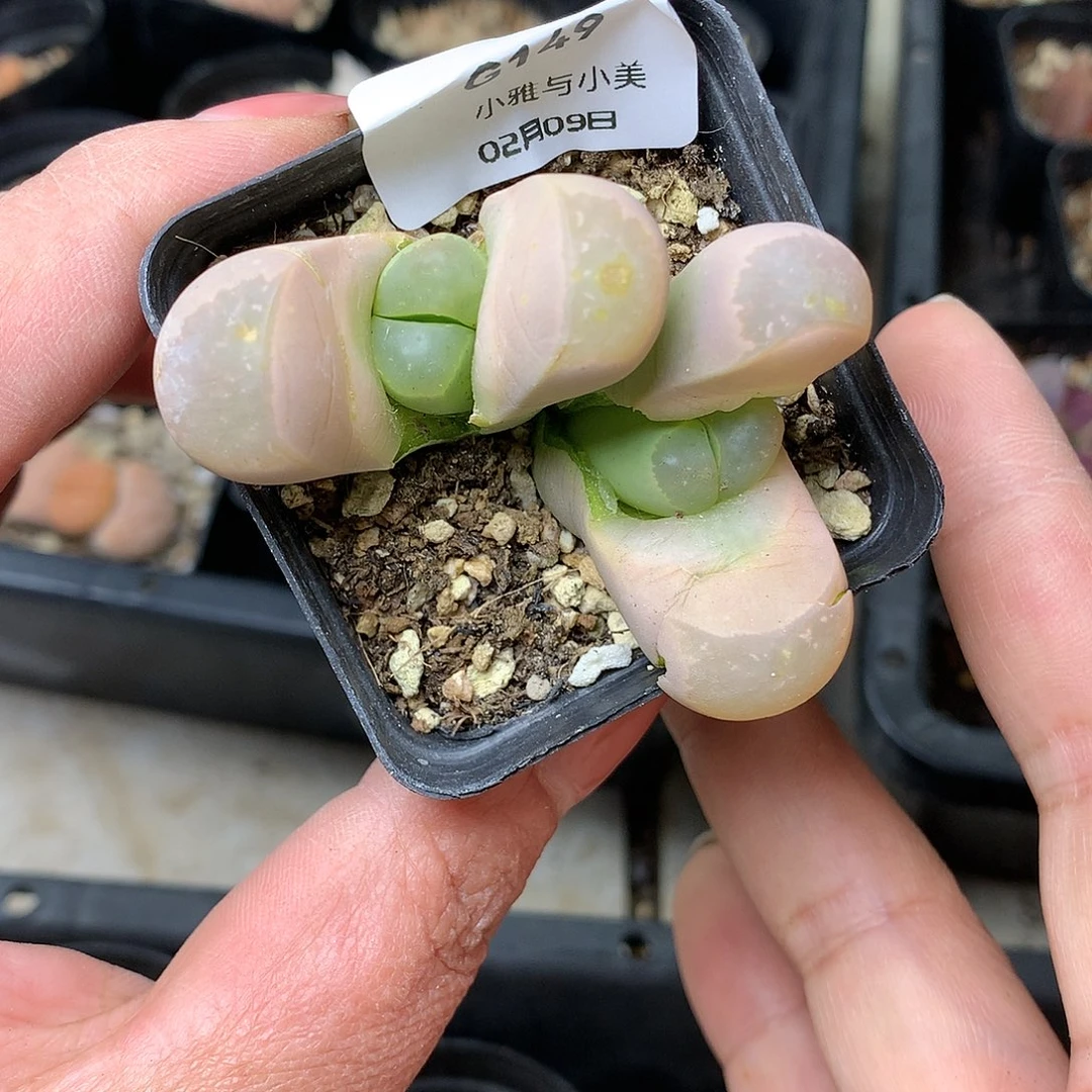 G149多肉植物保护研究所