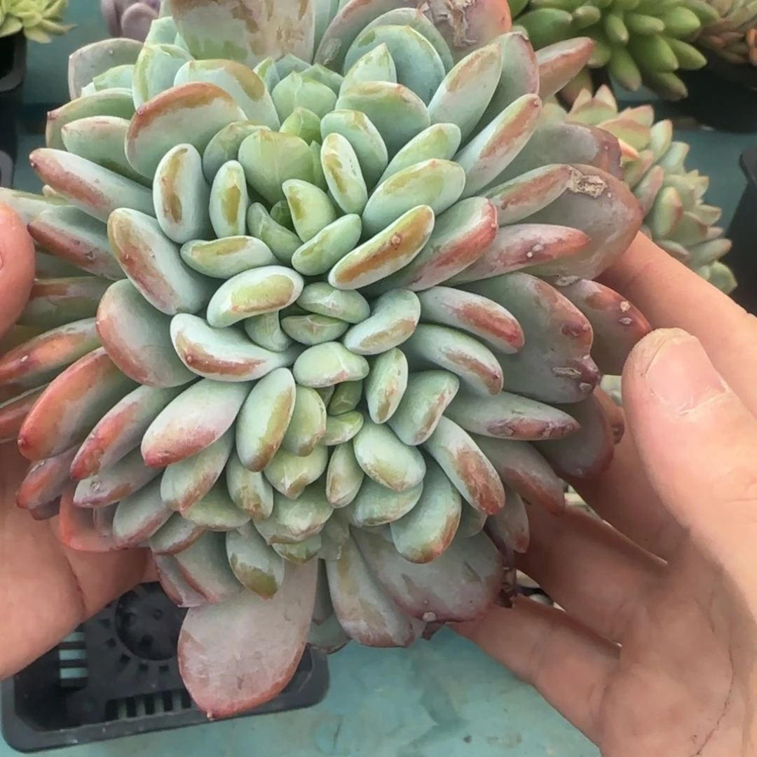 香橙缀，发货点延迟