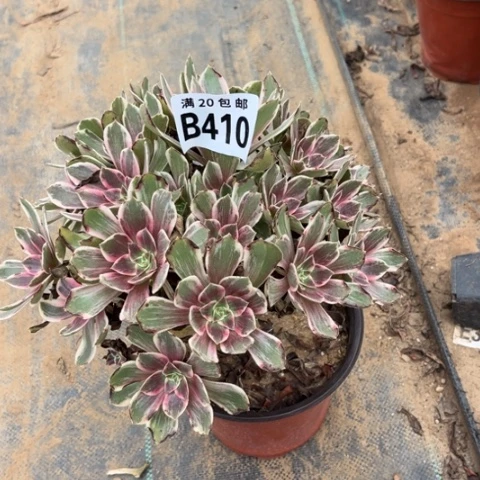 410浣纱不包断枝