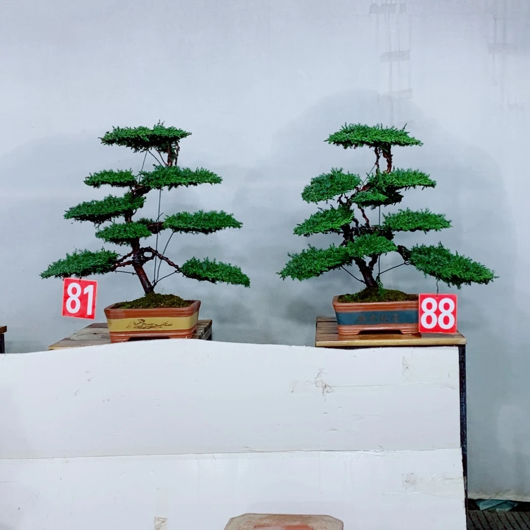 原生龙爪松盆景盆栽