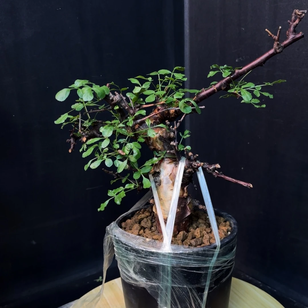 黑皮勃然恩斯产地带盆