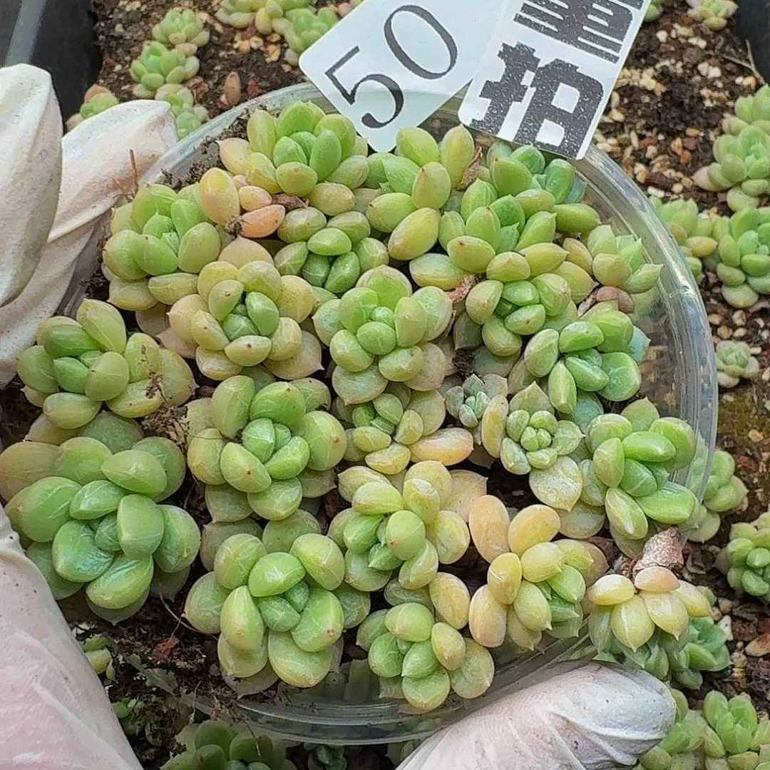 多肉植物多肉植物50量拍