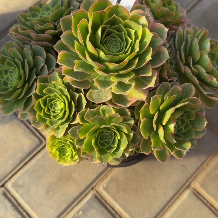 毒**人奶白锦捧花361肉肉