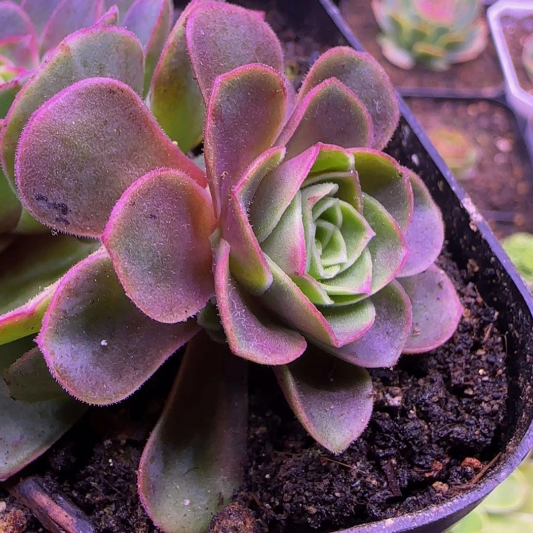 紫龙侧芽捧花11313535353434343433