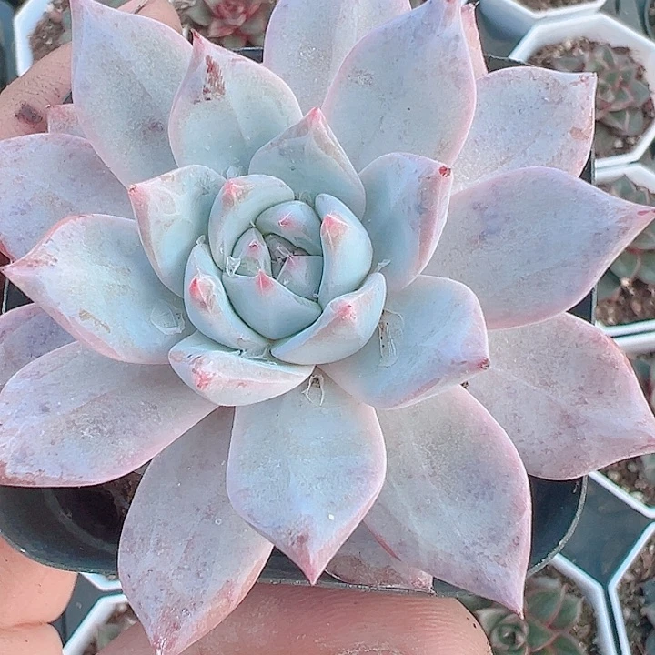 粉蓝鸟精品多肉植物植物