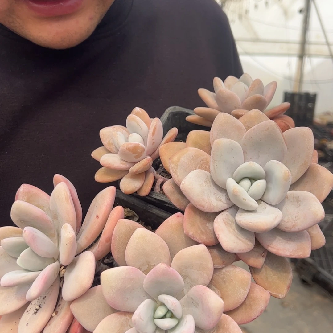 粉兔双头起发整桩