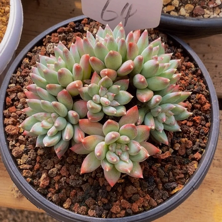 这个时候才开始准备好