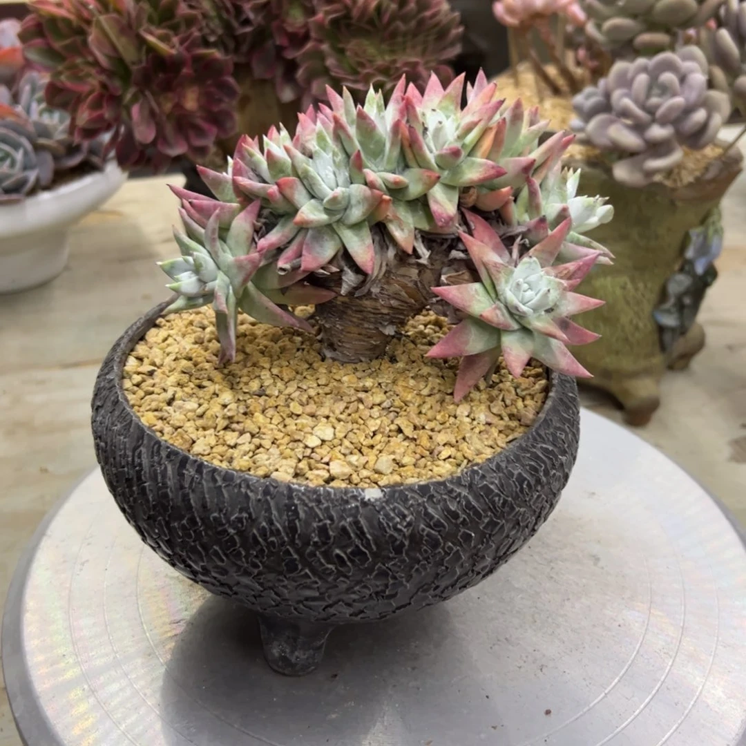 白雪68 零零多肉植物