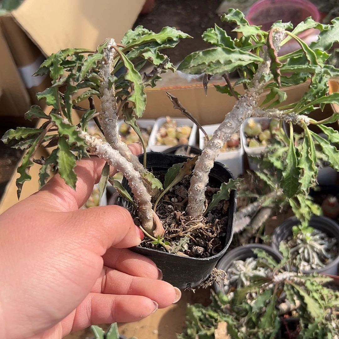 多肉植物昼夜麒麟