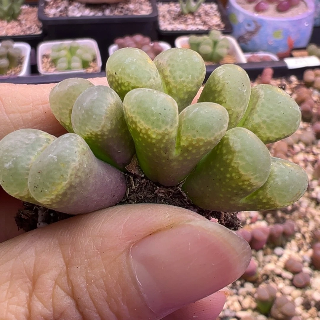 61号开播福利特特束