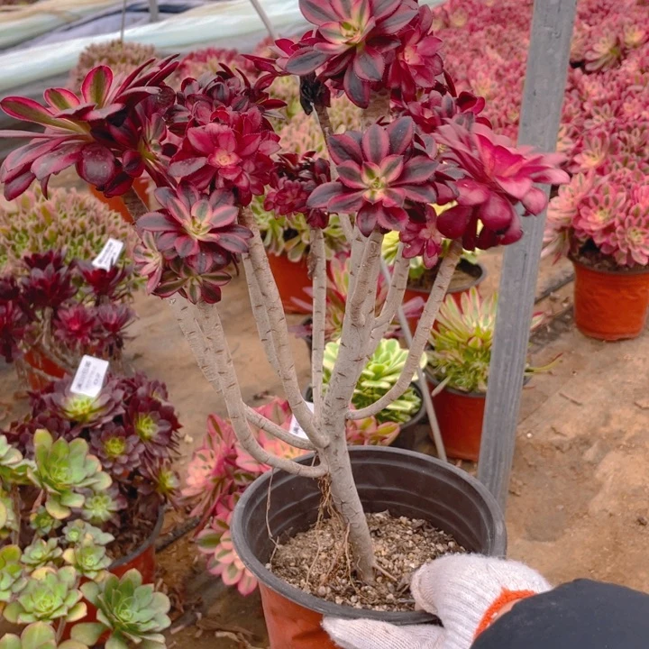 05香有砍偏法师多肉断枝不售后