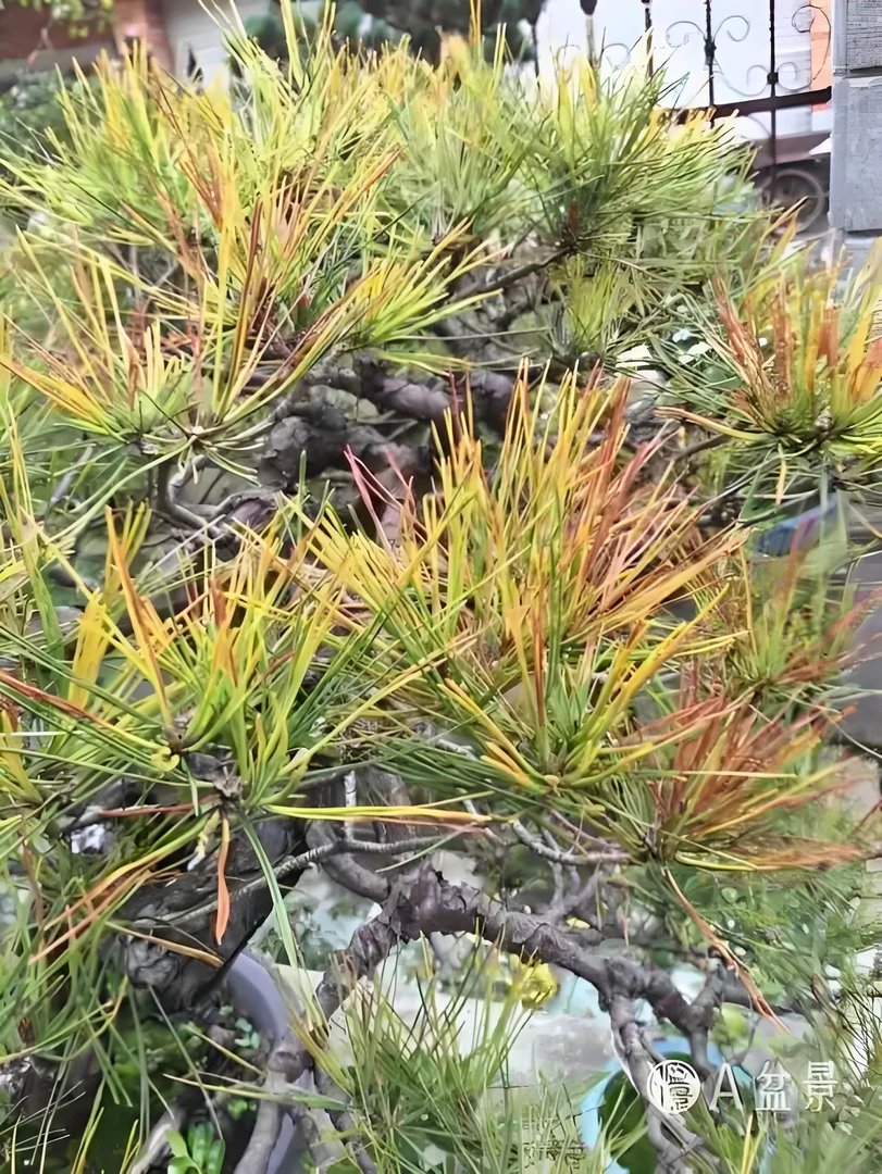 黑松盆景罗汉松等杂木盆景白粉,锈斑,红蜘蛛,钻芯虫,线虫病