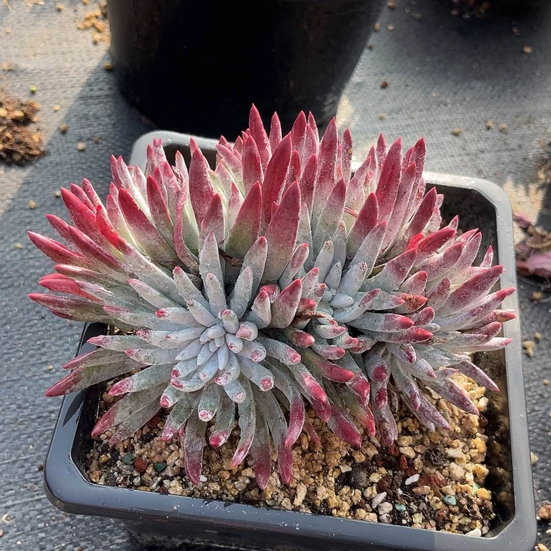 小鹿多肉一物一拍