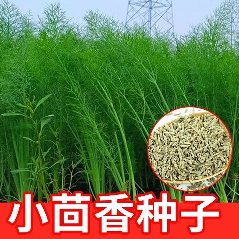 割茬茴香种子浓香型茴香菜回香小茴香种籽四季秋季耐