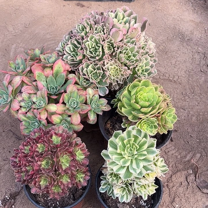 046多肉植物组合，