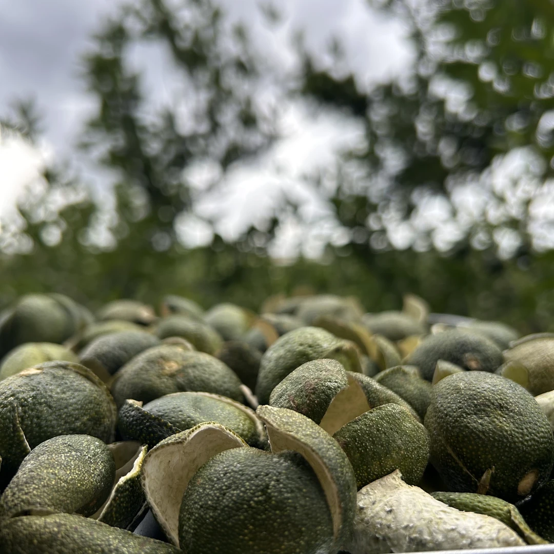 【新鲜头采】2025梅江圈枝三花青【香气霸道】-夏天的第一口鲜-干仓