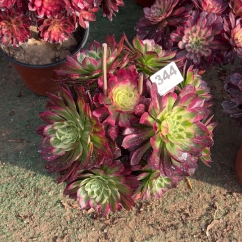 可*344锦画朵朵多肉