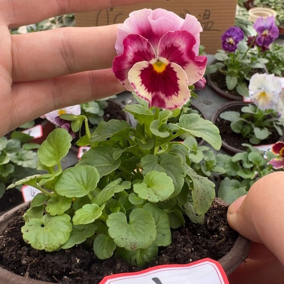 大部分花苞少量开放130