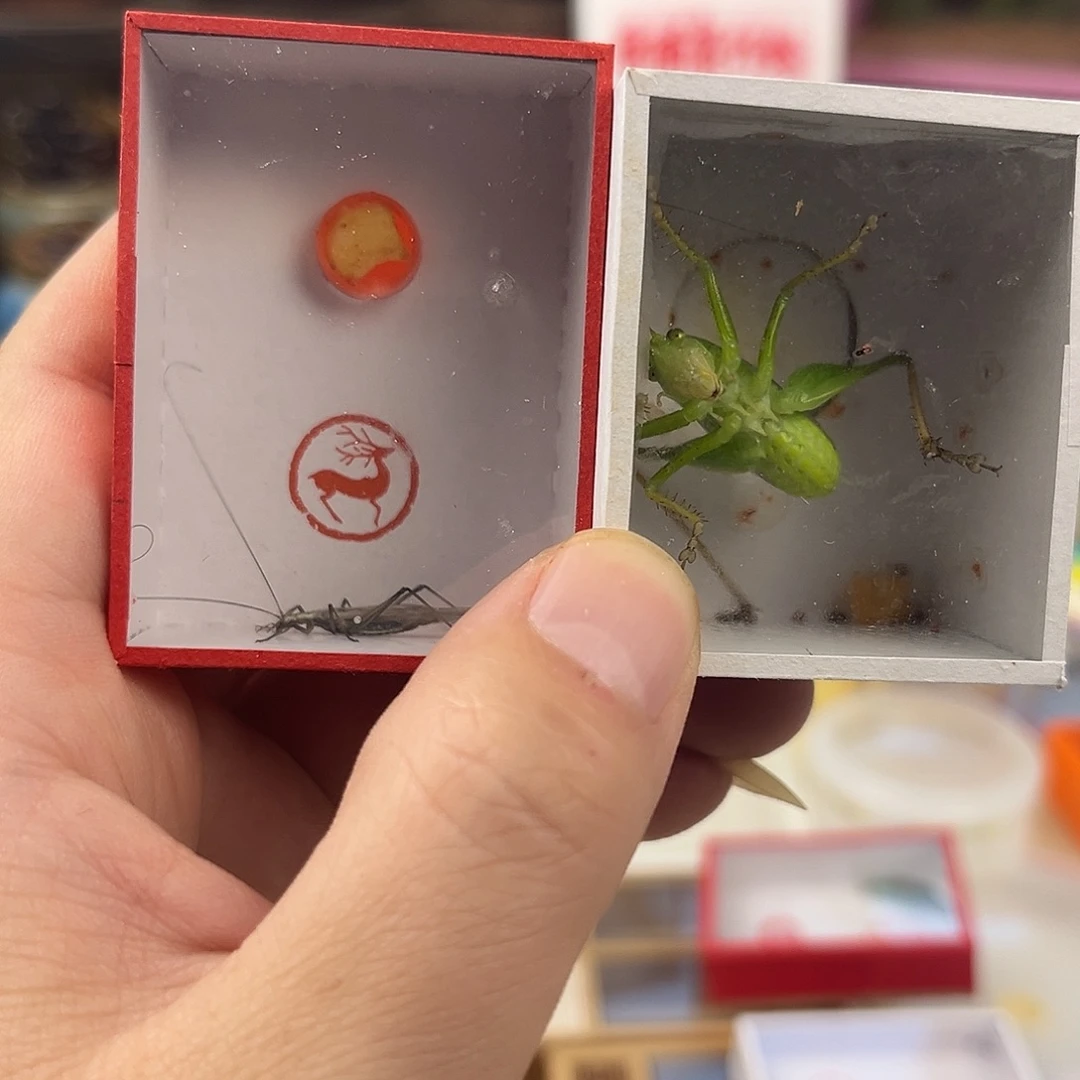 国***虫一个扎嘴一个紫竹