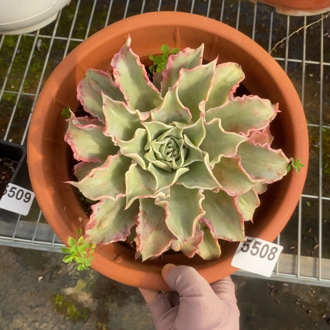 5508原始饺子皮一物一拍