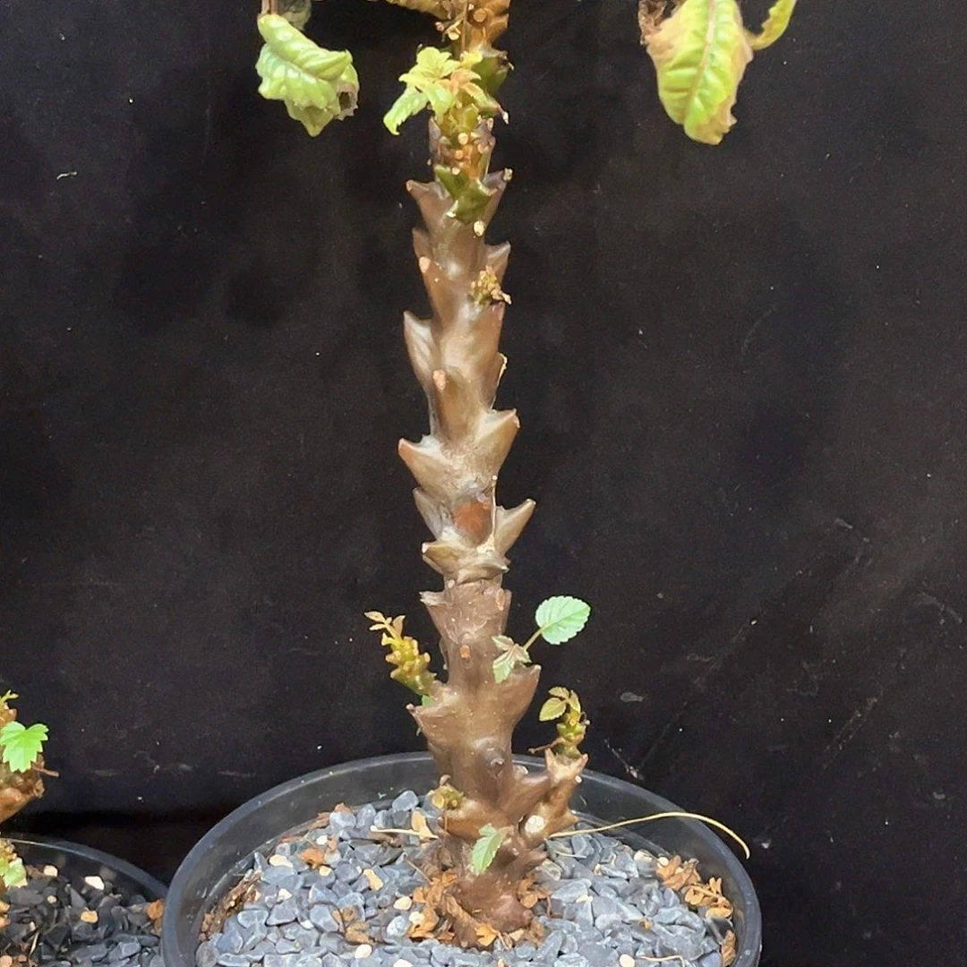 潮流植物墨西哥角榄，红皮