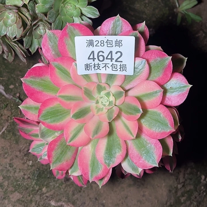 4642粉女巫多肉植物