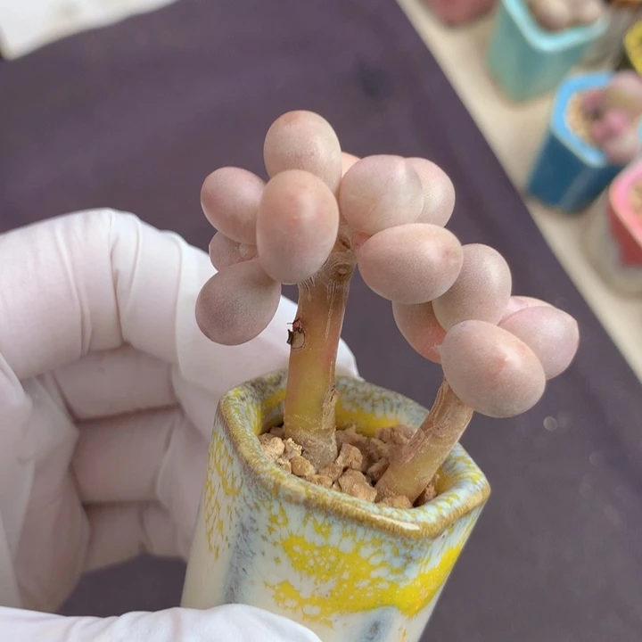 黄金奶酪 3头 造型漂亮 木质