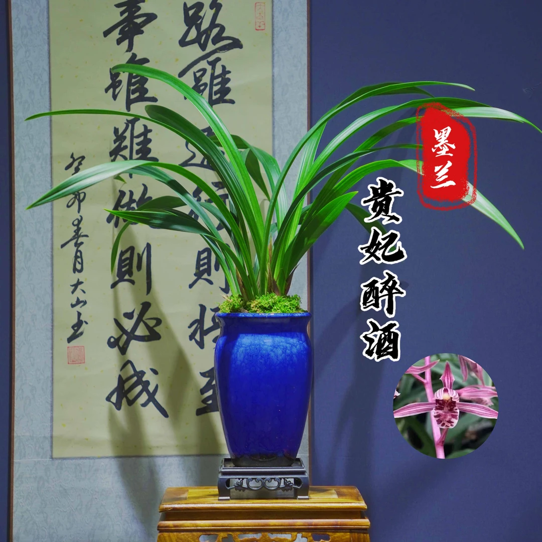 墨兰名品[贵妃醉酒]带盆种好带花苞适合新手好养易活浓香型