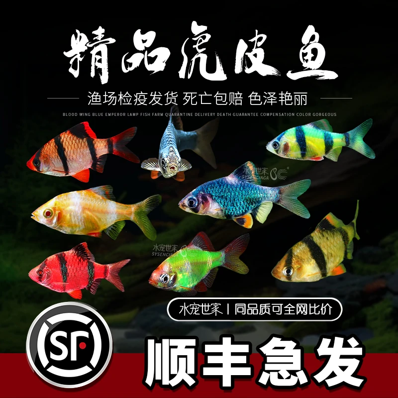 【直播优惠】虎皮鱼 四间绿虎皮 红虎皮青苹果翡翠虎皮活体鱼观赏鱼