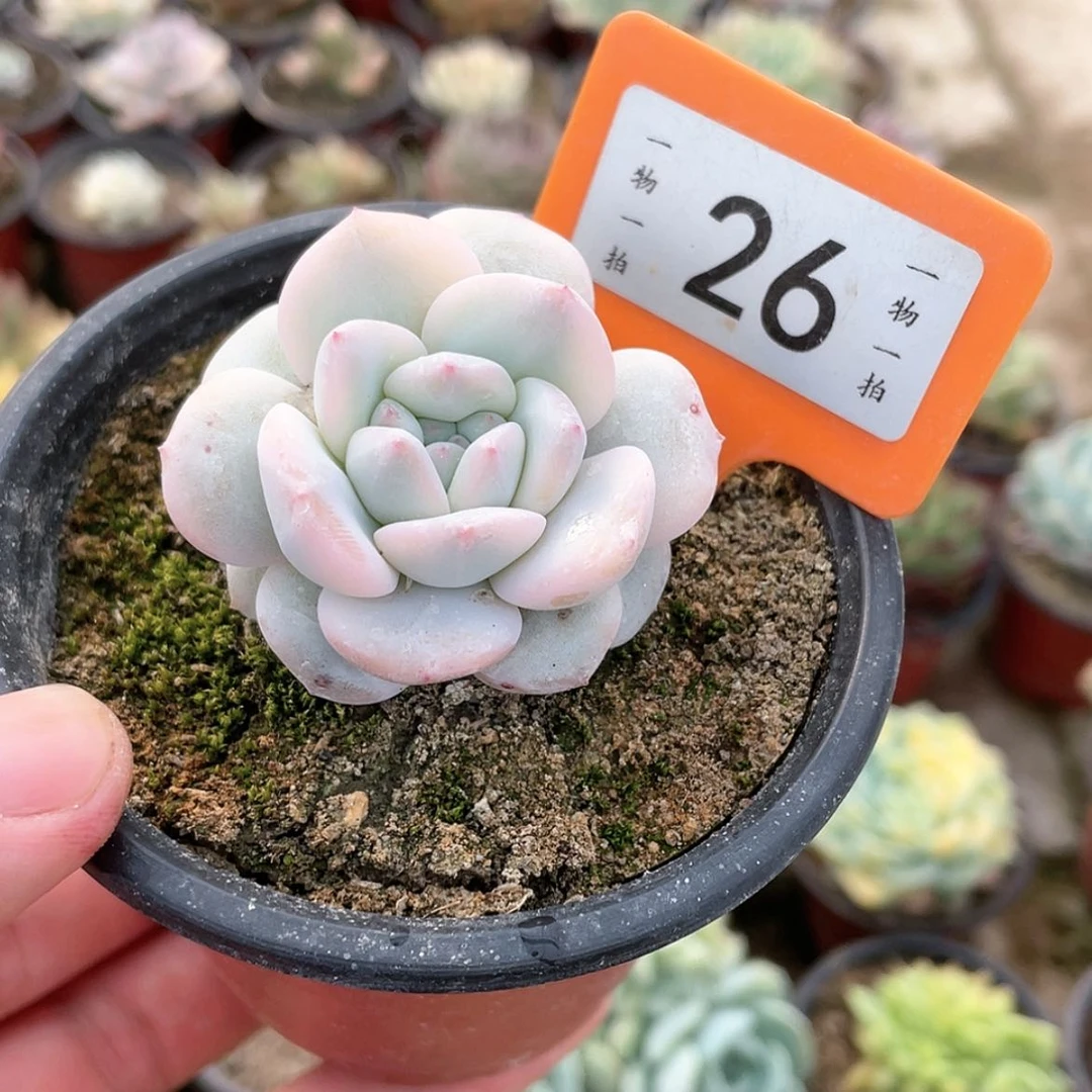 【闪购商品】26号的
