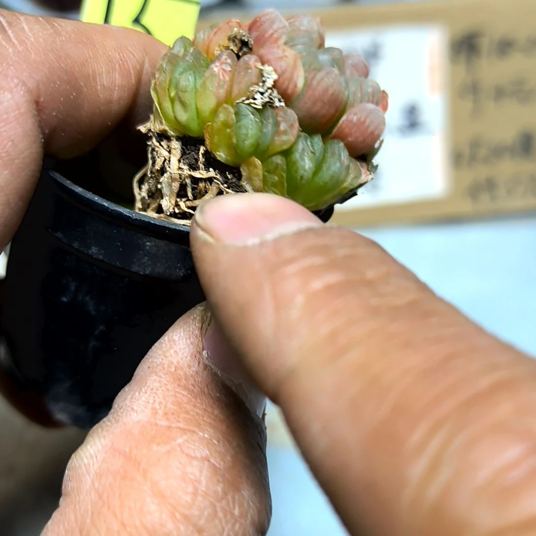 满6元包邮，#15号小冰灯带崽