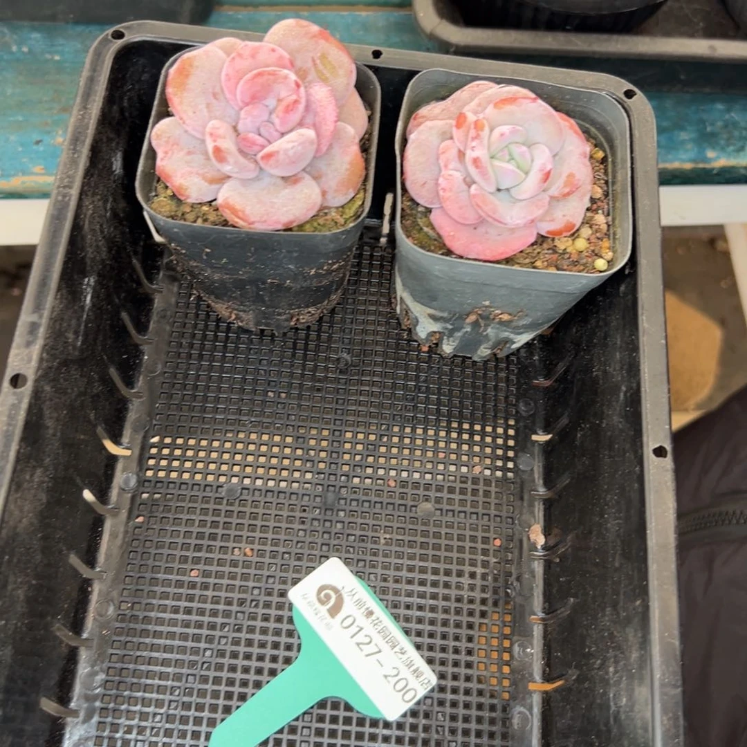 多肉一物一拍0127-200