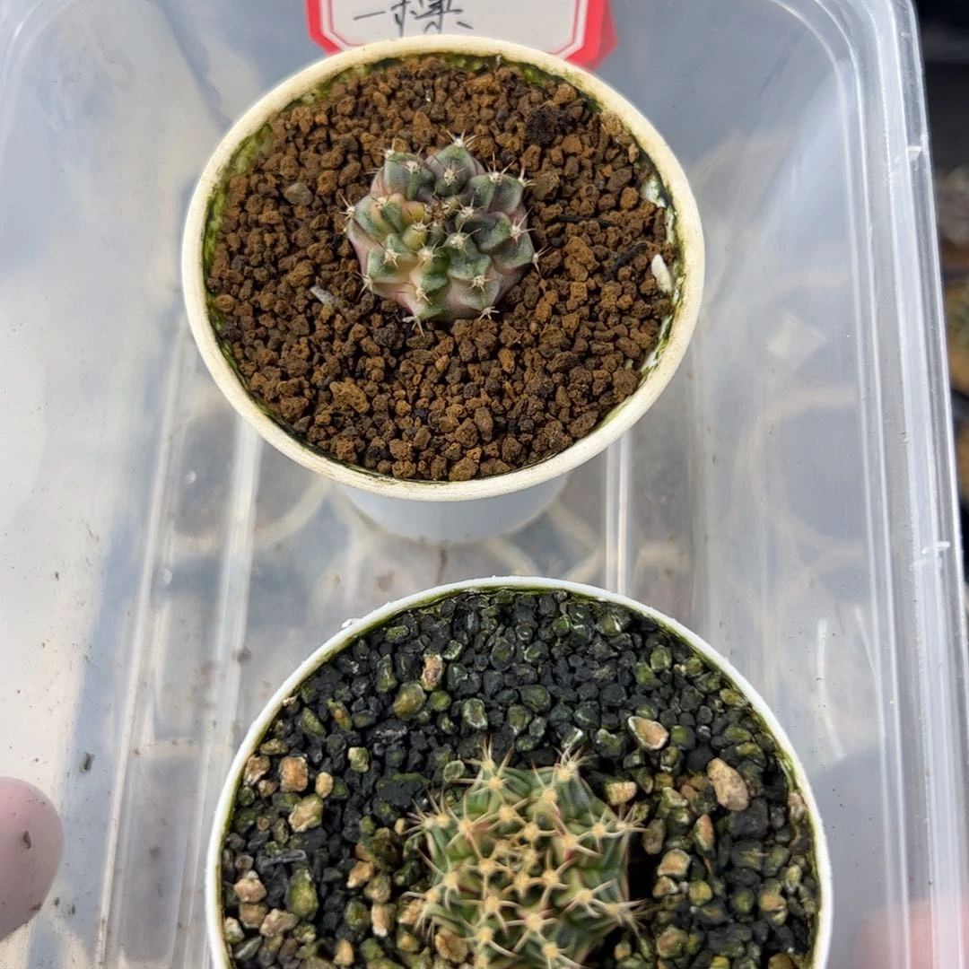 同***心当前无花栽培后可以开花251