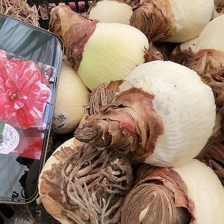 直播间爱的承诺7.5左右开花球一个