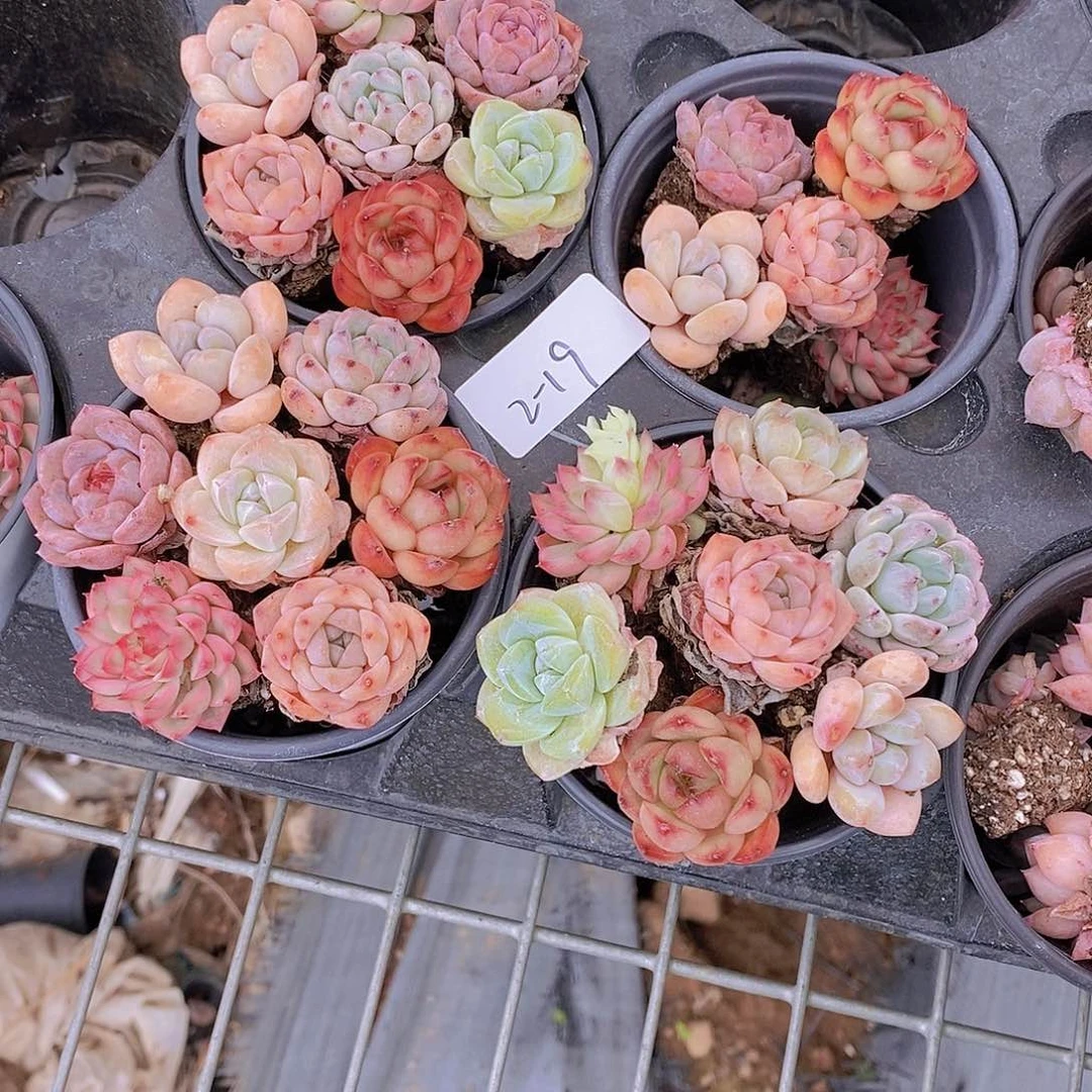 2-19- 福利小穴盘7颗 散 量拍