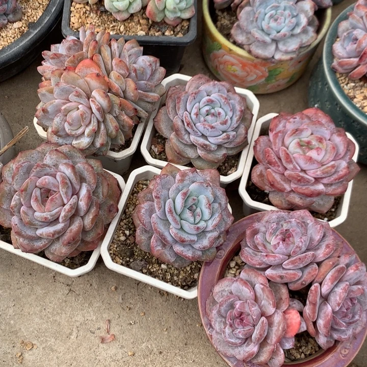 多肉植物星影一组