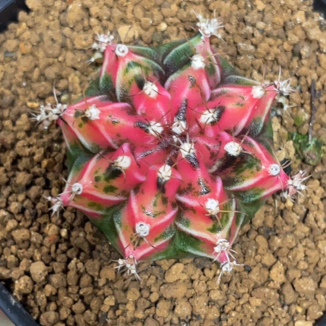 当前无花朵，栽培后可花朵橘粉虎斑