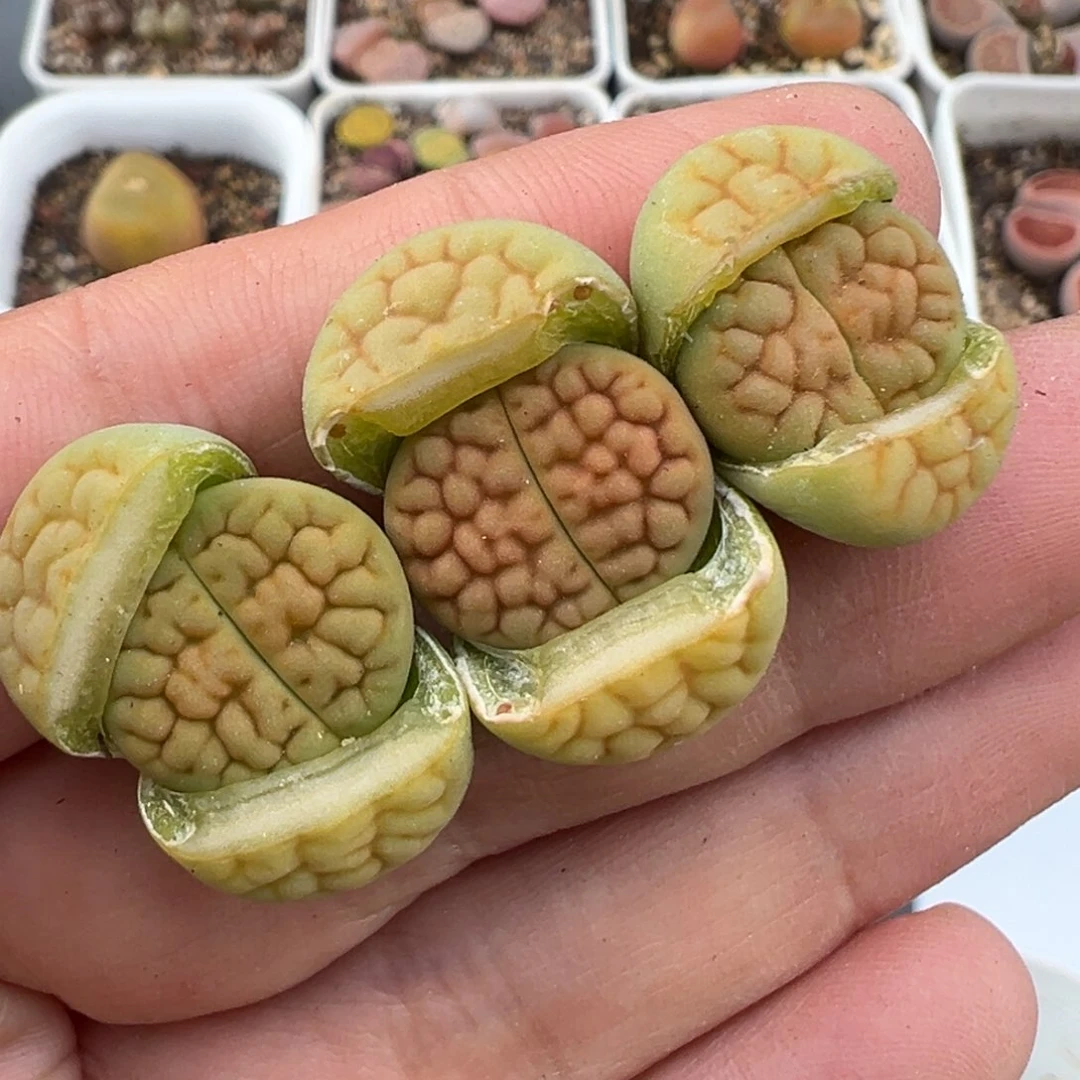 2.9好看的多肉203