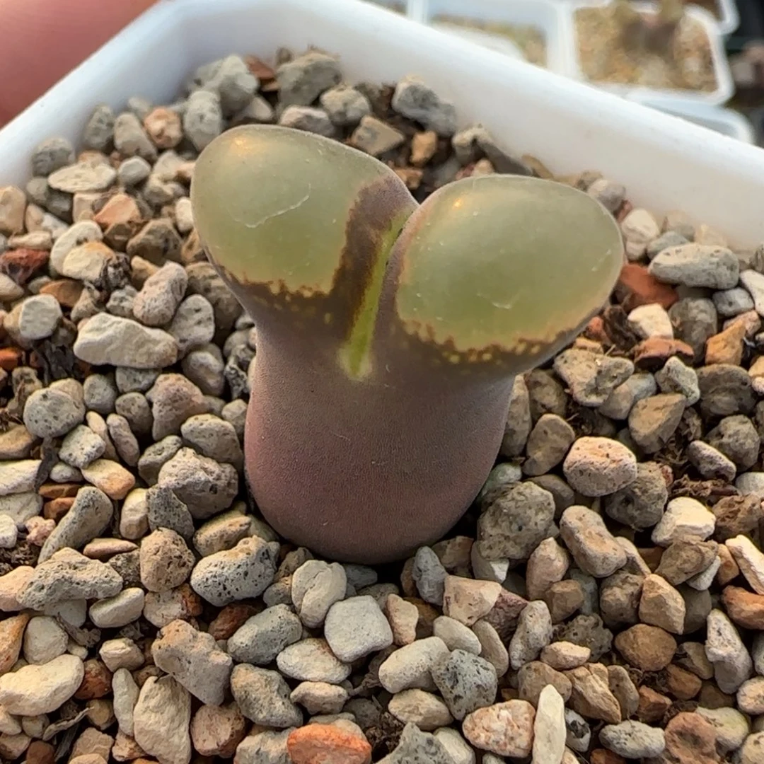 多肉植物紫黑腿透窗20号