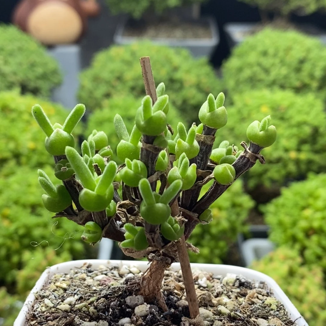 ****⁵枝干兔子0092枝干番杏
