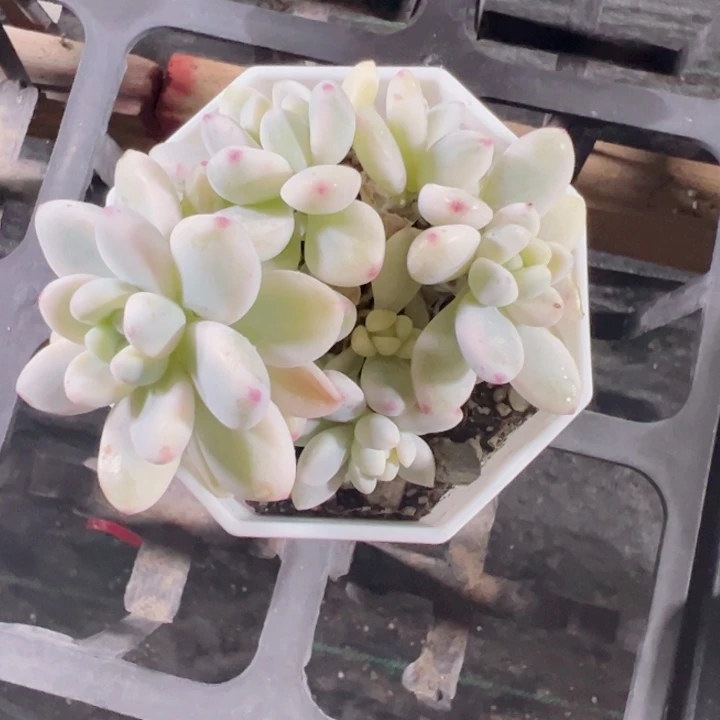 劳尔锦精品多肉植物