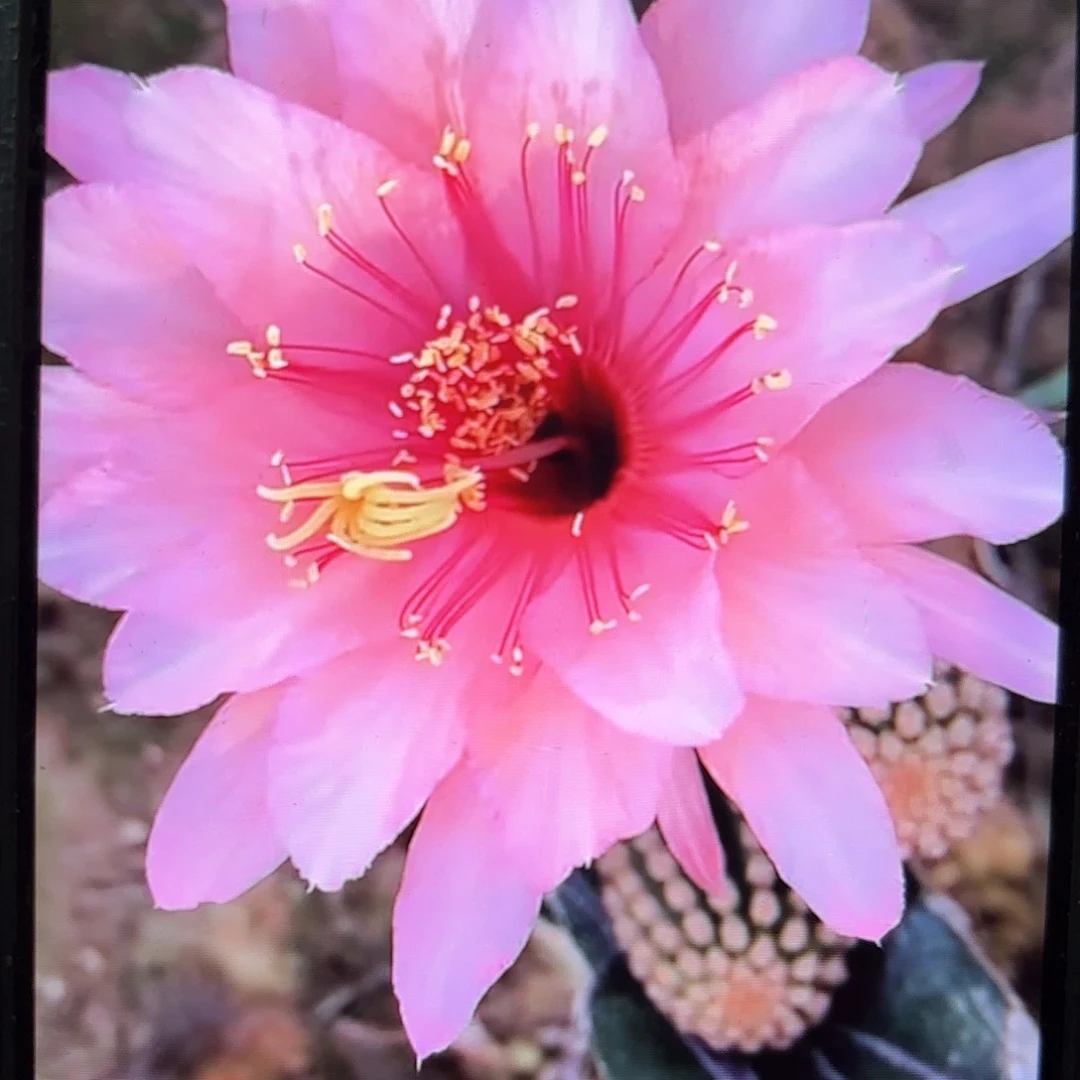 艾维他金妞20包邮侧牙仙人球6