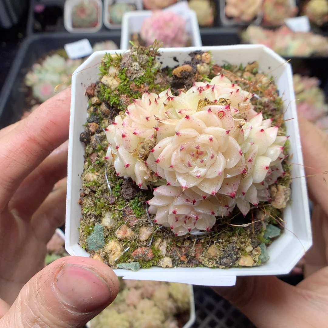 无花朵E37 yyyyyyyy