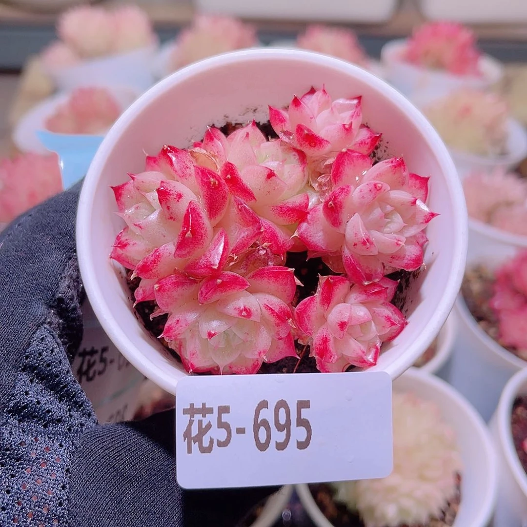 花利美5-695麦秆