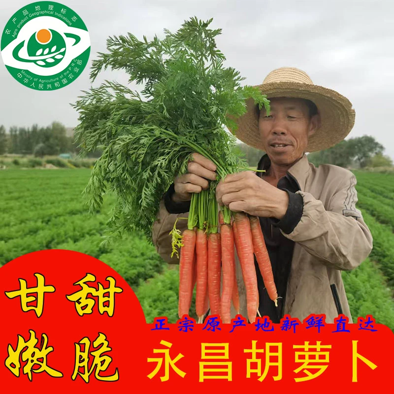 永昌胡萝卜可生吃的水果胡萝卜宝宝辅食蔬菜沙地农家乡村农产品
