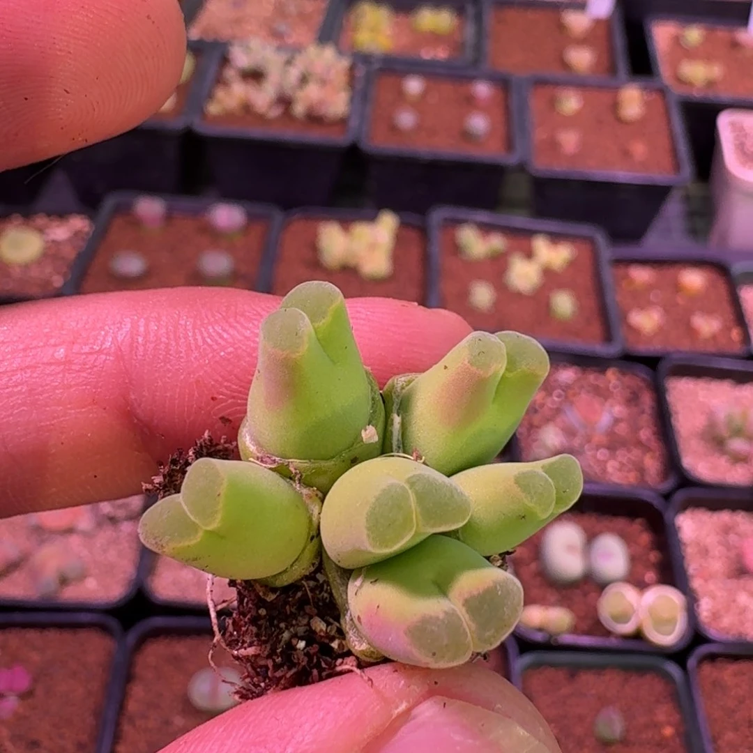 黑**蓮云缦精品番杏15.38