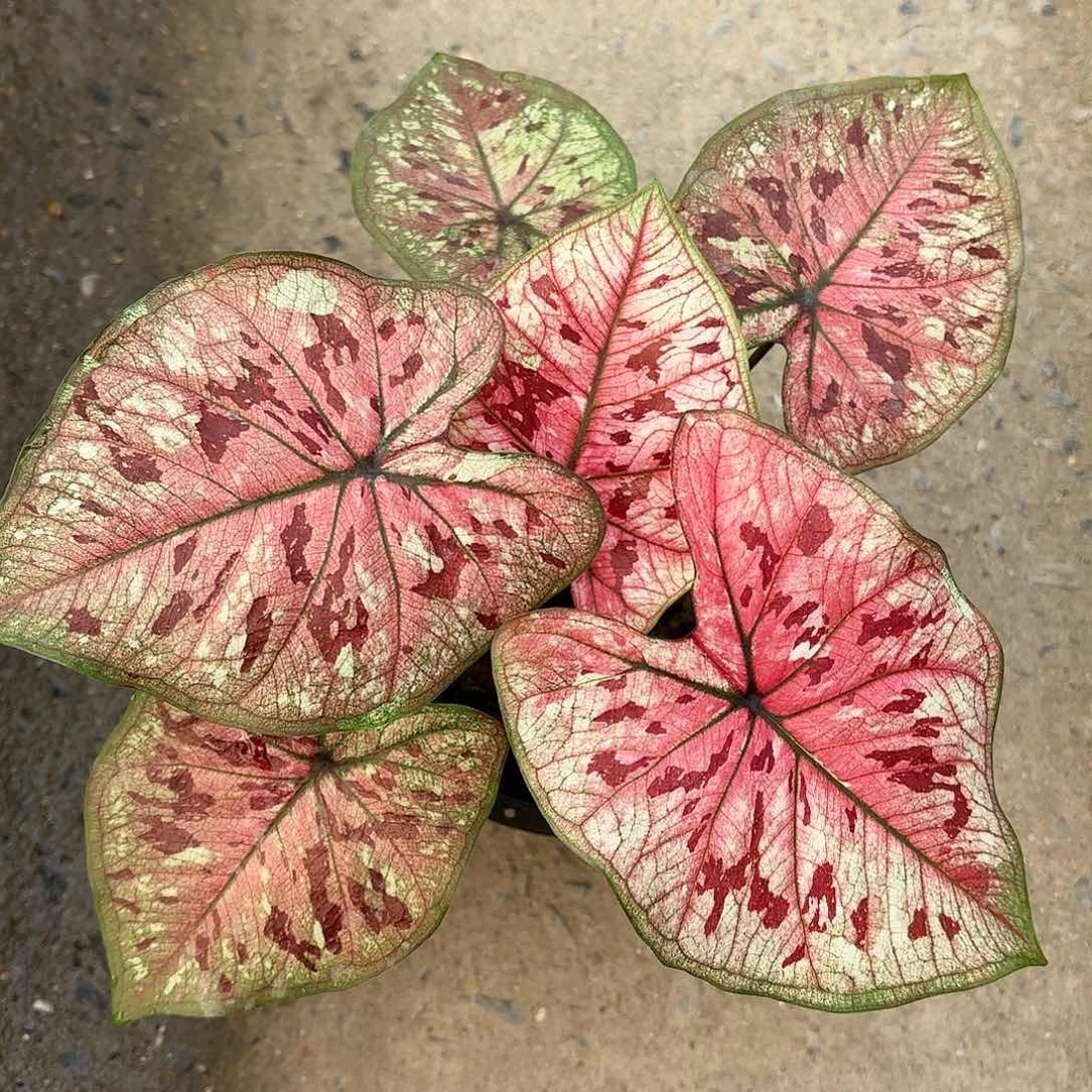 618-0123彩叶芋泰国发货