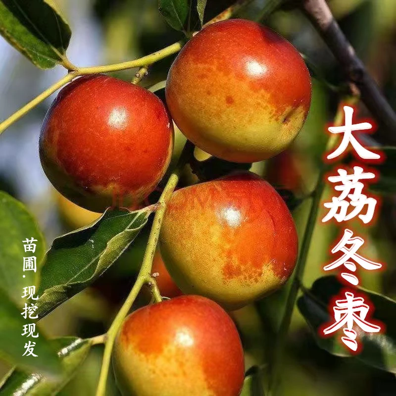 枣树苗大沾化冬枣树苗嫁接大荔冬枣树苗盆栽地栽南北方四季种植